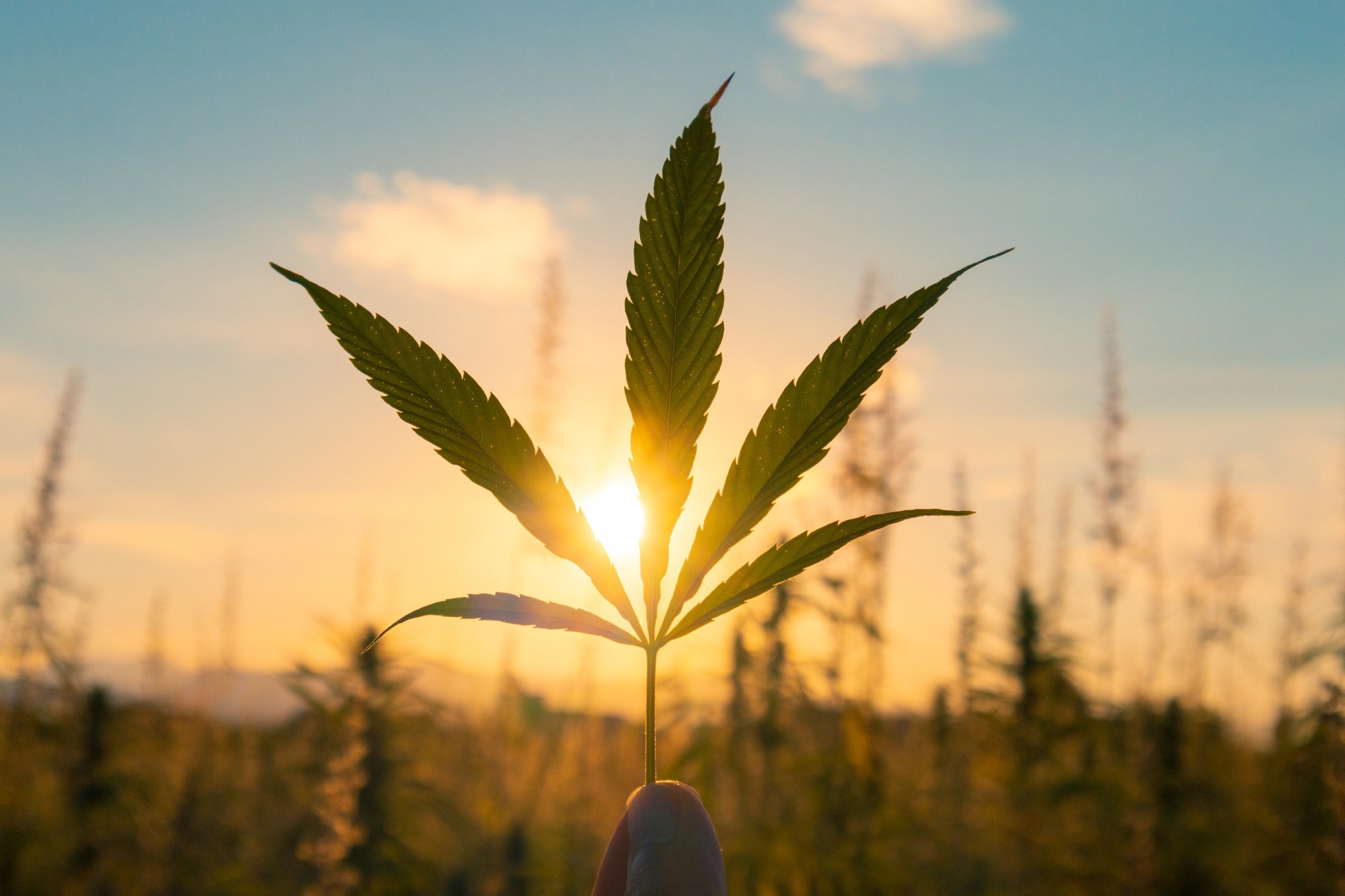 Study: Cure-all Cannabidiol? The cannabidiol content of commercial products. Image Credit: 24K-Production / Shutterstock
