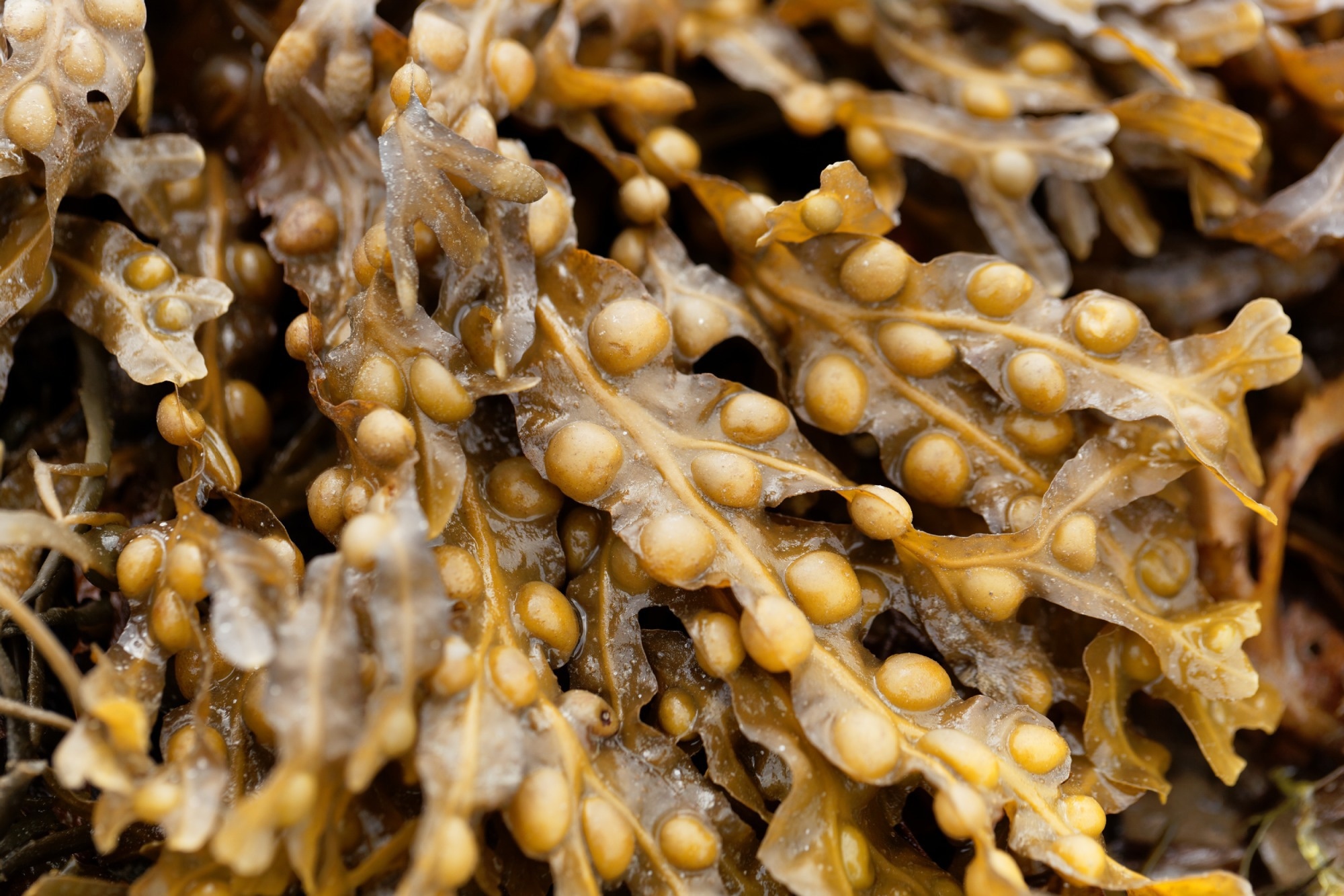 Study: Brown Seaweed Consumption as a Promising Strategy for Blood Glucose Management: A Comprehensive Meta-Analysis. Image Credit: ChWeiss / Shutterstock