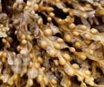 Brown seaweed emerges as a potent ally in diabetes control