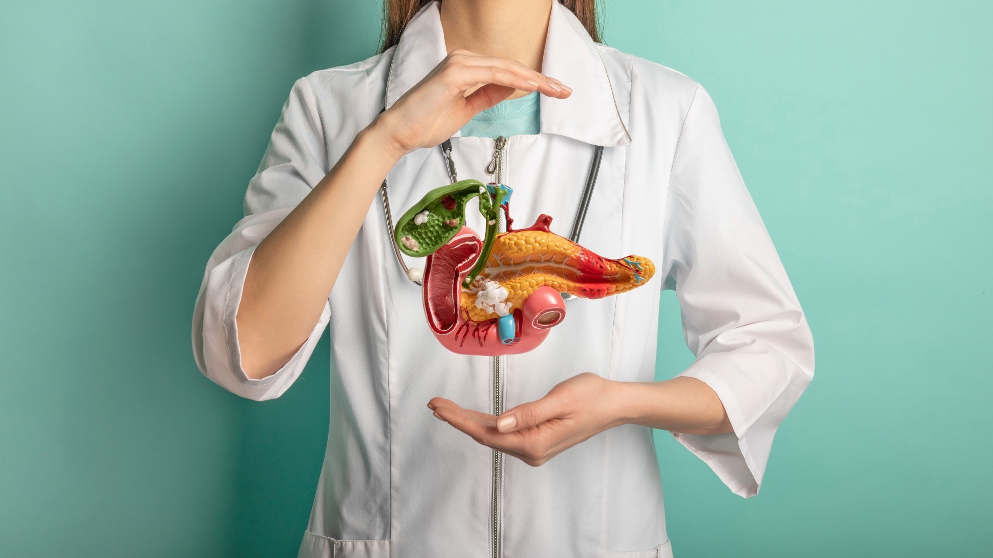 Female doctor with a stethoscope is holding pancreas in the hands