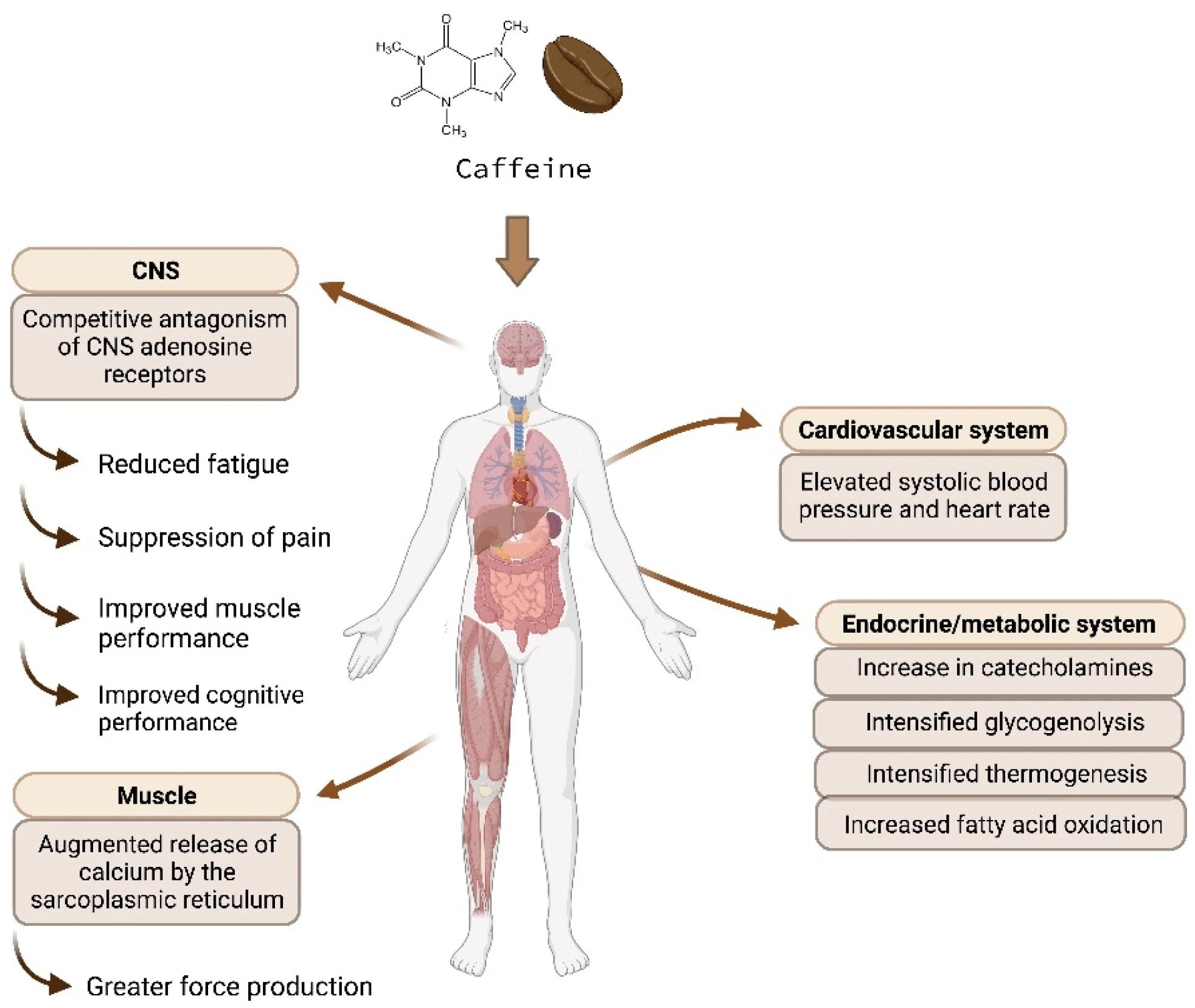 Action mechanisms of caffeine (CNS: central nervous system).