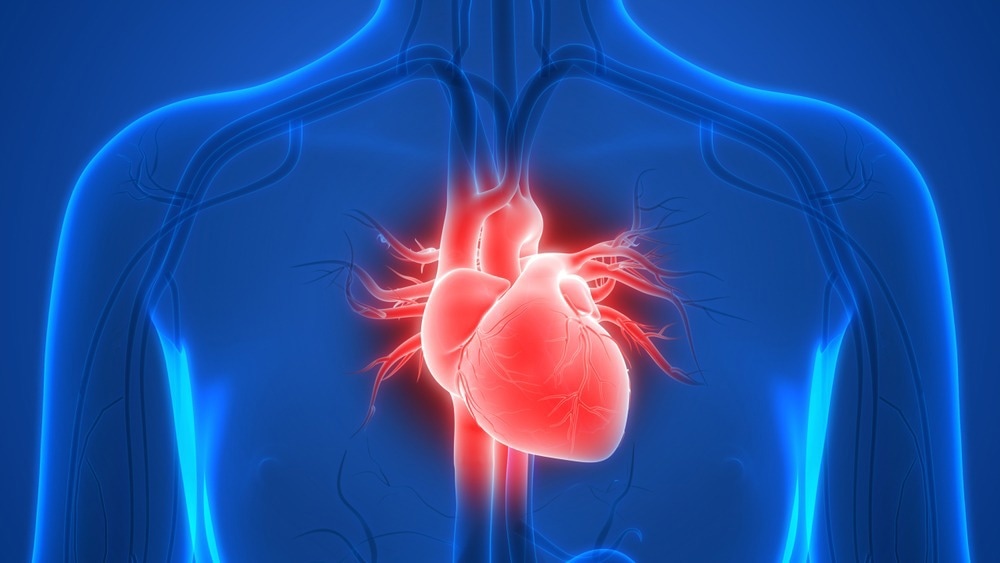 Study: Robotic right ventricle is a biohybrid platform that simulates right ventricular function in (patho)physiological conditions and intervention. Image Credit: Magic mine/Shutterstock.com