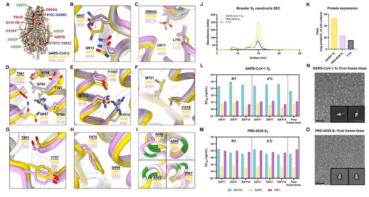 A broadly generalizable prefusion-stabilization strategy for sarbecovirus fusion machinery (S2 subunit) antigens. A, Ribbon diagrams of superimposed S2 subunits of the prefusion SARS-CoV-2 S (PDB 6VXX), SARS-CoV-1 S (PDB 5X58) and PRD-0038 S (PDB 8U29) structures. Prefusion-stabilizing mutations are shown in blue (intra-protomer disulfide bond), purple (VFLIP inter-protomer disulfide bond), red (mutations ported from E-69), and green (subset of proline mutations selected from HexaPro). B-I, Zoomed-in views of superimposed S2 subunits of the prefusion SARS-CoV-2, SARS-CoV-1 and PRD-0038 S structures highlighting the local structural conservation of residues mutated in SARS-CoV-2 E-69/F-53. Mutated residues in our designed constructs are underlined. SARS-CoV-2, SARS-CoV-1, and PRD-0038 S are respectively shown in light gray, gold, and pink in panels (A-I). J, Size-exclusion chromatograms of the designed SARS-CoV-1 and PRD-0038 S2 constructs, as compared to SARS-CoV-2 F53. K, Purification yields of the designed SARS-CoV-1 and PRD-0038 S2 constructs. The yield for the best SARS-CoV-2 S2 construct (F53) is included for comparison. L,M, Evaluation of retention of antigenicity for the SARS-CoV-1 (L) and PRD-0038 (M) S2 antigens in various storage conditions using binding of the S2P6, 76E1 and RAY53 monoclonal antibodies analyzed by ELISA. N,O, Evaluation of retention of the native prefusion conformation of the negatively stained SARS-CoV-1 (N) and PRD-0038 (O) S2 trimers after freeze/thawing. Insets: 2D class averages showing compact prefusion S2 trimers. The scale bar represents 50 nm (micrographs) and 200 Å (2D class averages).