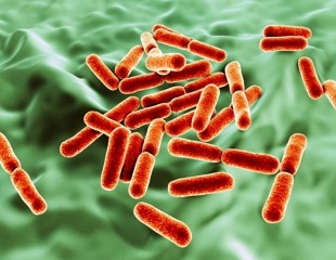 Scientists unveil the hidden respiratory mechanisms of gut bacteria