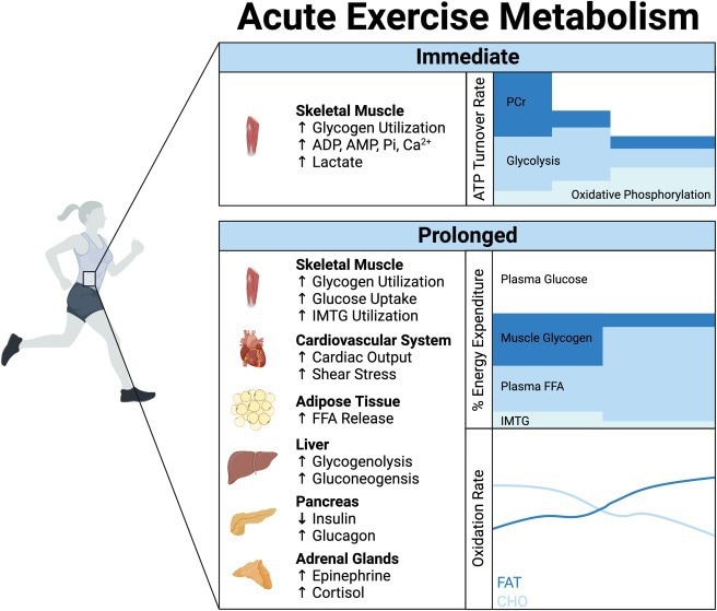 Multi-tissue coordination of acute exercise metabolism