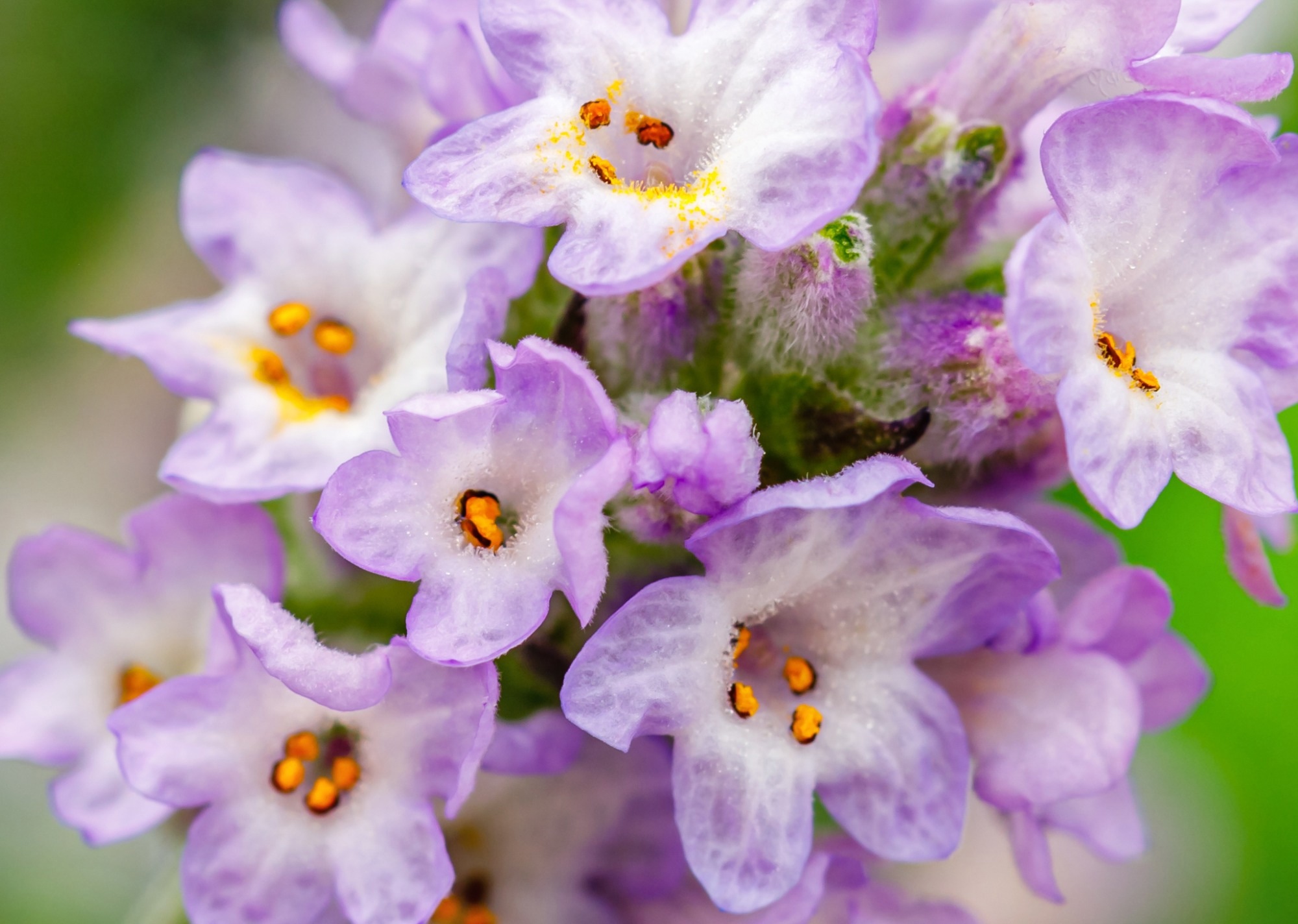 Lavandula angustifolia flowers. Image Credit: nnattalli / Shutterstock