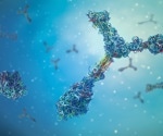 Study shows engineered antibodies significantly boost Omicron neutralization