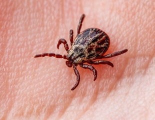 You rarely see them and might not even remember being bitten, but ticks can pose a serious threat, reveals study