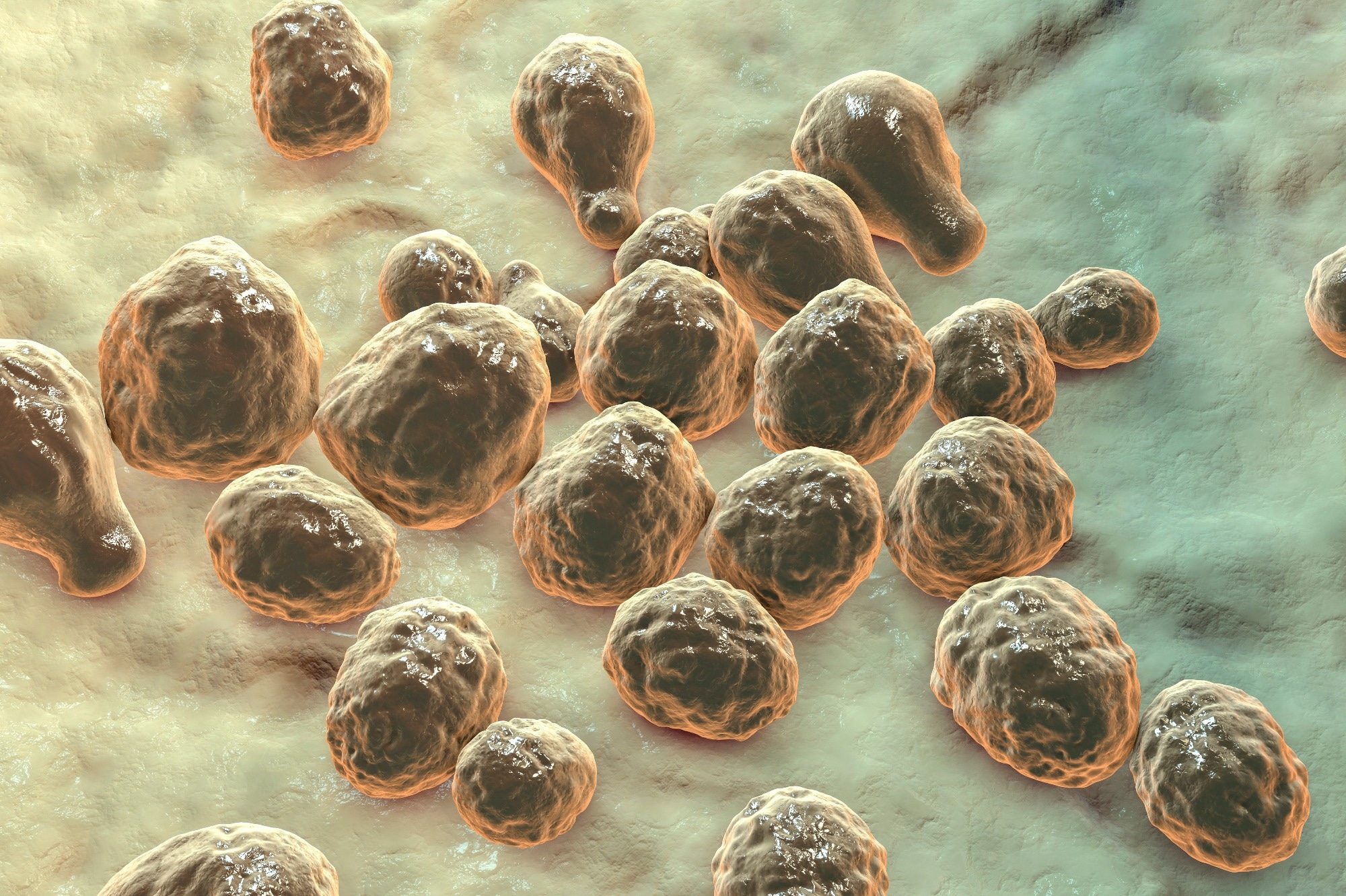Study: Brain glucose induces tolerance of Cryptococcus neoformans to amphotericin B during meningitis. Image Credit: Kateryna Kon/Shutterstock.com