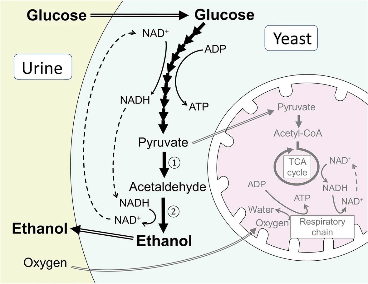 Simplified biochemical pathways illustrating glycolysis, alcoholic fermentation, and the TCA cycle in Crabtree-positive yeast. In Crabtree-positive yeast such as Candida glabrata, glucose is preferentially metabolized through glycolysis and alcoholic fermentation to ethanol in the cytosol without utilizing oxygen in the TCA cycle in mitochondria (shown in grey in the figure), even in the presence of oxygen in the surrounding environment as in the bladder lumen. In alcoholic fermentation, pyruvate is decarboxylated into acetaldehyde by pyruvate decarboxylase ①, and acetaldehyde is further metabolized to ethanol by alcohol dehydrogenase ②. TCA, tricarboxylic acid