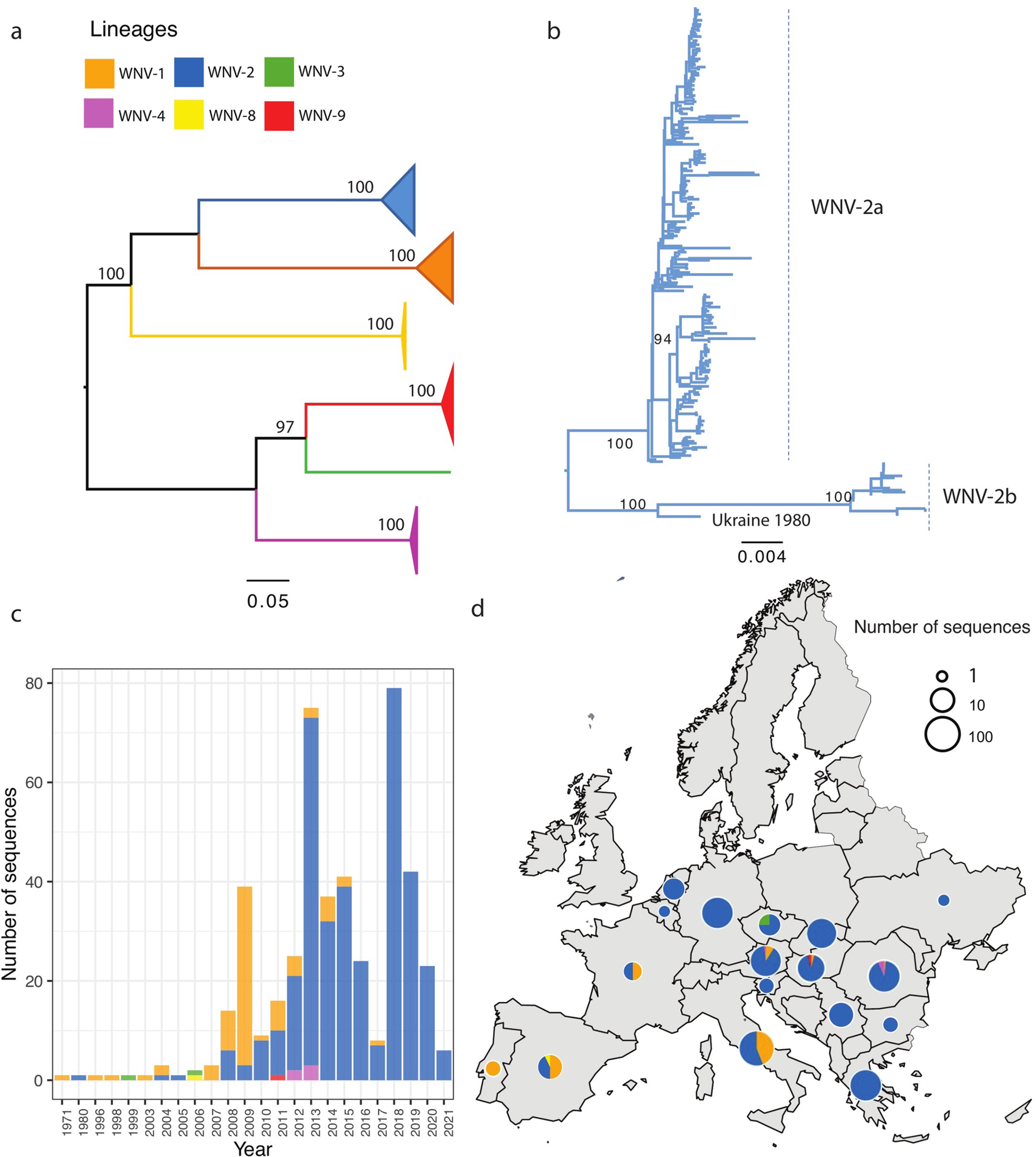 Phylogenetic analysis of WNV complete and partial nucleotide sequences identified from Europe.  Evolutionary distances were calculated using the optimal GTR+I model, with the phylogenetic tree constructed using the maximum likelihood (ML) method.  Bootstrap values ​​are given for 1000 replicates.  (a) ML trees of all genera found in Europe.  The branches of the lines are all collapsed and shown as rectangles;  (b) subtree of WNV-2 sequences;  (c) WNV lineage distribution over time using the same color as shown in the tree;  (d) Geographical distribution of WNV lineages.  Map with a small pie chart showing the total number of sequences detected in each country (on a logarithmic scale), with each slice proportional to the number of distinct WNV lineages within that country.  The European shapefile used in the study was obtained from Data & Maps for ArcGIS (formerly Esri Data & Maps, https://www.arcgis.com/home/group.html?id=24838c2d95e14dd18c25e9bad55a7f82#overview) under a CC4B0Y.  License.