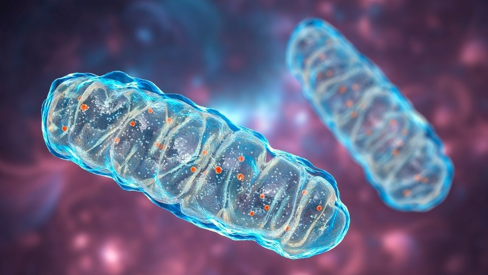 Study: Obesity causes mitochondrial fragmentation and white adipocyte dysfunction due to activation of RalA.  Image credit: Kateryna Kon/Shutterstock.com