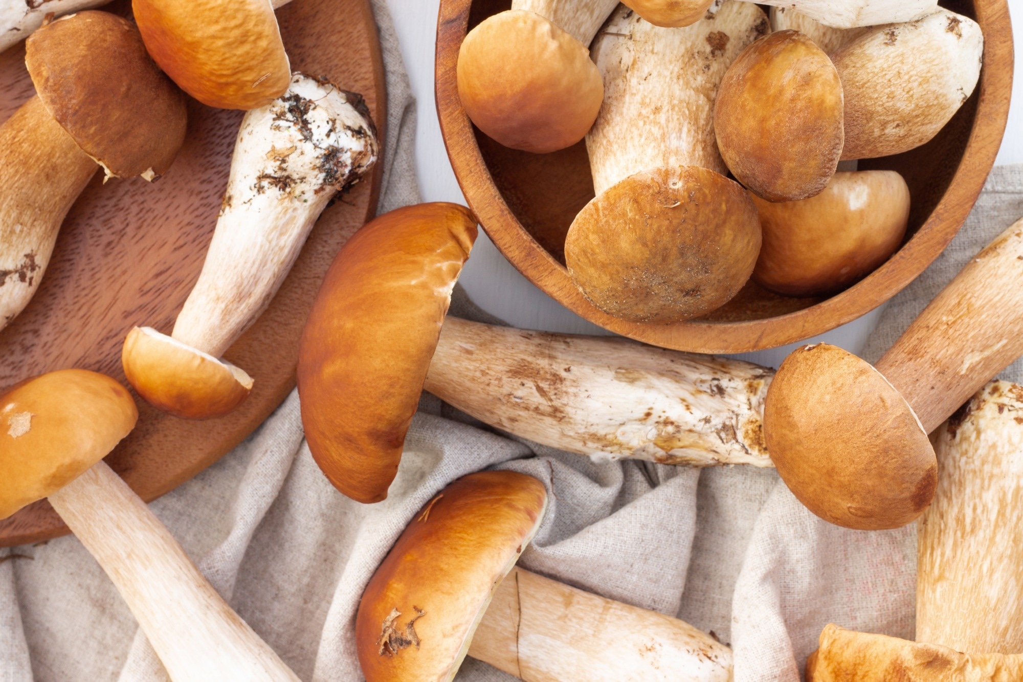 Study: MUSHROOMS4LIFE: Decoding the molecular basis of a cancer-preventing small RNA extracted from edible mushrooms.  Image credit: JeannieR/Shutterstock