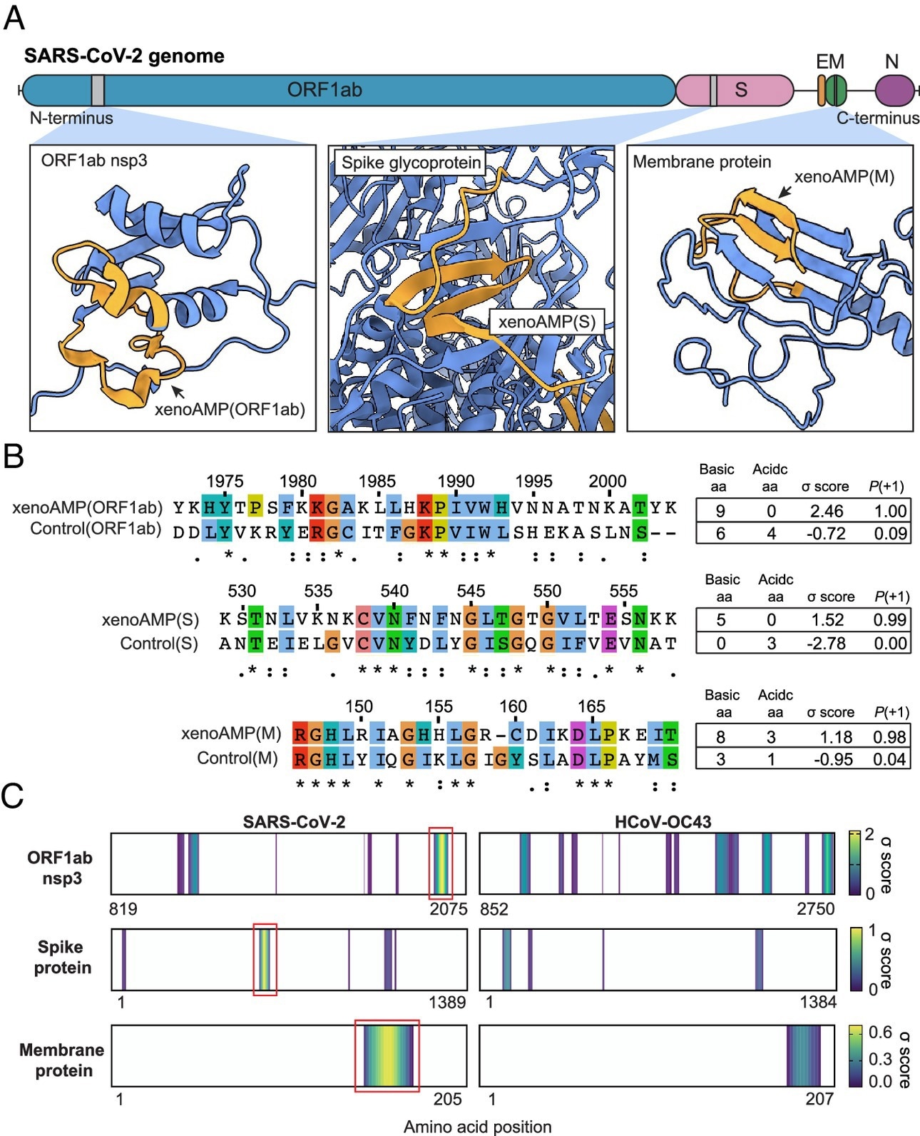 Existence of exogenous mimics of pro-inflammatory host antimicrobial peptides (xenoAMPs) in SARS-CoV-2 proteins.  (A) SARS-CoV-2 protein scanned with a machine-learning AMP classifier.  Each queried sequence is assigned a σ score that measures its AMP-ness.  Three representative high-scoring sequences are studied: xenoAMP(ORF1ab), xenoAMP(S), and xenoAMP(M).  Gray bars mark the location where corresponding sequences are selected  (B) SARS-CoV-2 sequences are aligned and compared to their homologues in a common cold human coronavirus HCoV-OC43: control (ORF1ab), control(S), and control(M).  Asterisks, colons, and periods indicate positions that are fully conserved residues, that have strongly similar properties, and that have weakly similar properties, respectively.  Colors are assigned to each residue using the ClustalX scheme.  (C) σ score heatmaps comparing the distribution of high-scoring sequences in three proteins from SARS-CoV-2 and HCoV-OC43.  The first amino acid of each sequence is colored according to its average σ score;  Regions with negative mean σ scores (non-AMP) are colored white.  of high-scoring sequences for SARS-CoV-2 