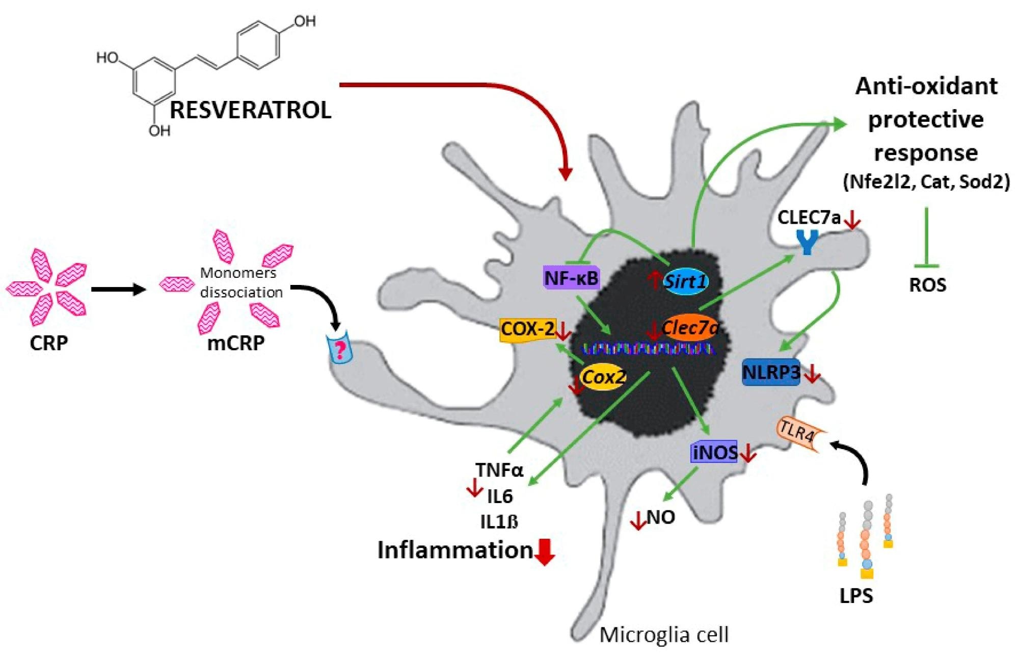Schematic representation of the protective mechanisms of resveratrol against the proinflammatory agents mCRP and LPS.