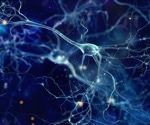 Bioprinting breakthrough: Tech platform creates 3D neural tissues in which neurons and glia connect