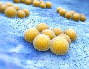 Researchers uncover how deadly MRSA pneumonia inhibits body's antimicrobial activity