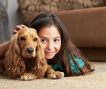 Exploring the dynamic between dog ownership and child activity levels