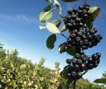 Beyond just a berry: The multifaceted health benefits of black chokeberry
