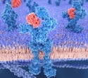 Study finds interleukin-24 enhances CAR-T cell therapy's effectiveness against cancer stem cells