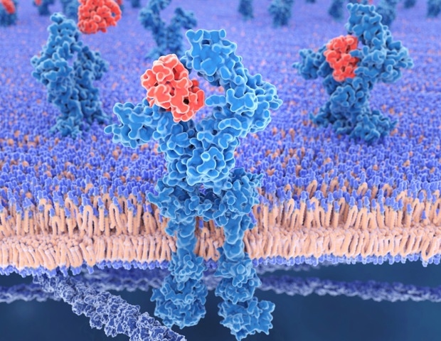 Study finds interleukin-24 enhances CAR-T cell therapy's effectiveness against cancer stem cells