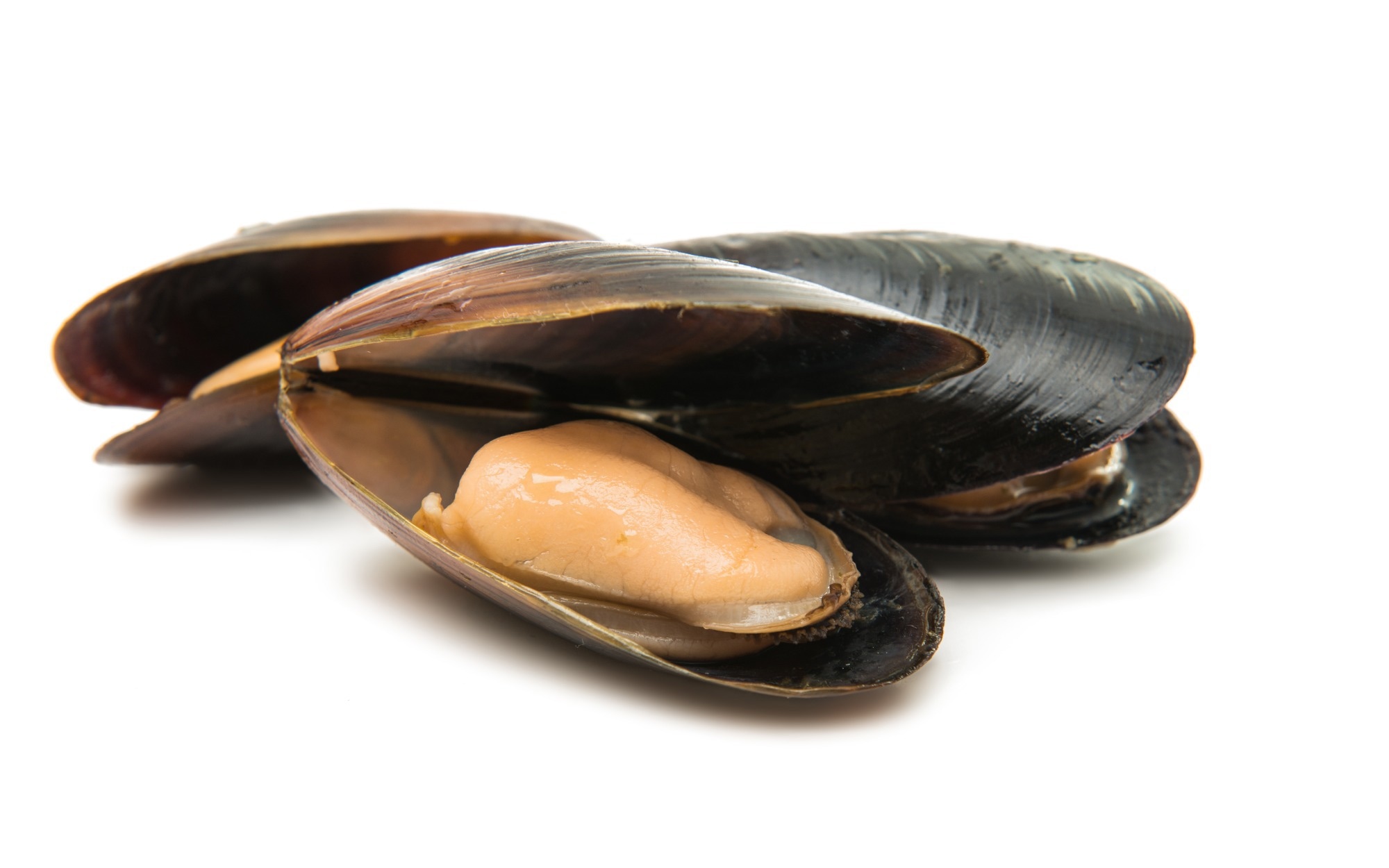 Study: Mussel oil is superior to fish oil in preventing atherosclerosis of ApoE−/− mice. Image Credit: oksana2010 / Shutterstock