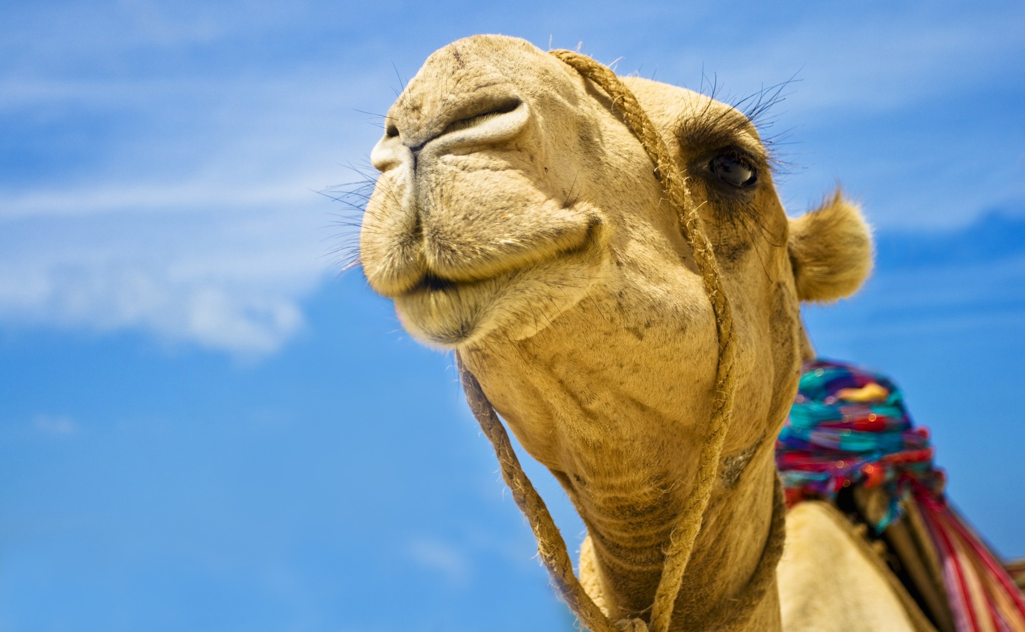 Dispatch: Biphasic MERS-CoV Incidence in Nomadic Dromedaries with Putative Transmission to Humans, Kenya, 2022–2023. Image Credit: Hamady / Shutterstock