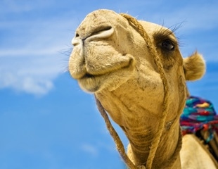 Study reveals seasonal MERS-CoV peaks in Kenyan camels and potential human transmission
