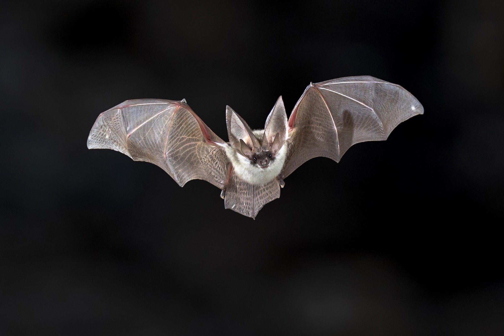 Study: Experimental evidence for cancer resistance in a bat species. Image Credit: Rudmer Zwerver / Shutterstock