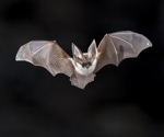 Research demonstrates a bat species' resistance to cancer, pinpoints key genes