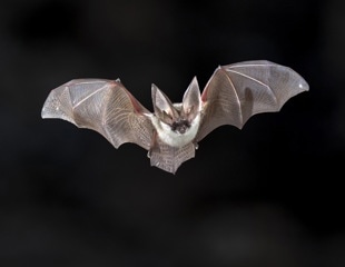 Research demonstrates a bat species' resistance to cancer, pinpoints key genes