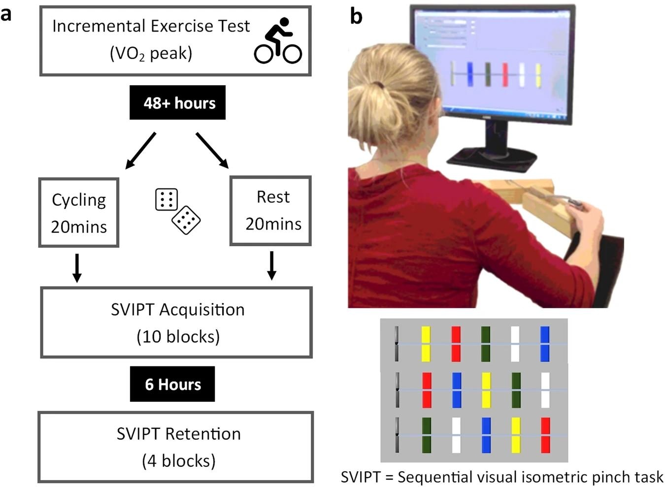 a Overview of testing schedule. An incremental exercise test was conducted at least 48 hours before subsequent testing. Participants were randomised into Rest or Exercise conditions. Acquisition and retention of the motor task were completed on the same day with a 6 ± 1-hour delay between testing. b Depiction of SVIPT motor task adapted from Stavrinos & Coxon. In this version of the SVIPT, three motor sequences are presented in a pseudorandom order within each block of 12 trials. This is a more cognitively challenging version of the SVIPT that requires the trial-to-trial recall, planning, execution, and learning of multiple sequences.