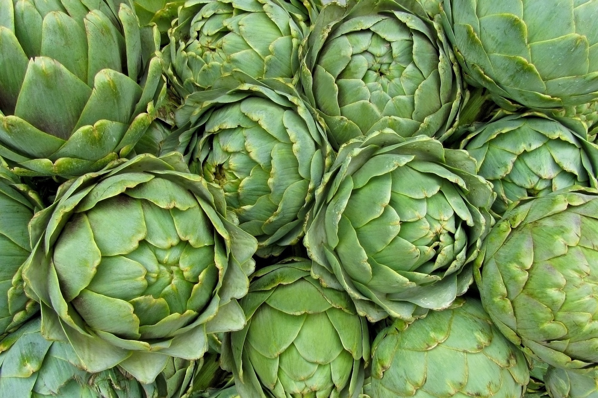 Study: An Overview of the Versatility of the Parts of the Globe Artichoke (Cynara scolymus L.), Its By-Products and Dietary Supplements. Image Credit: Ev Thomas/Shutterstock.com