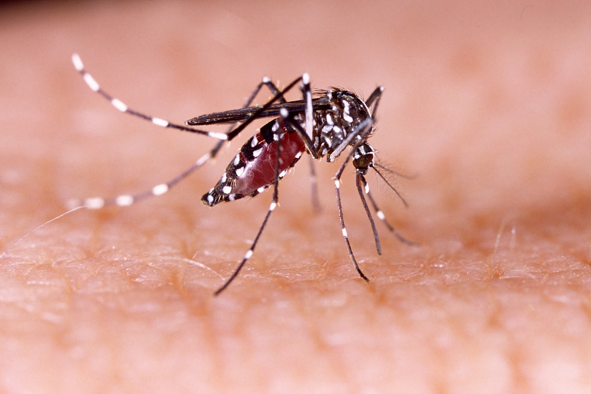 Zika virus detected in Singapore neighborhood: 15 cases spark renewed vigilance - News-Medical.Net