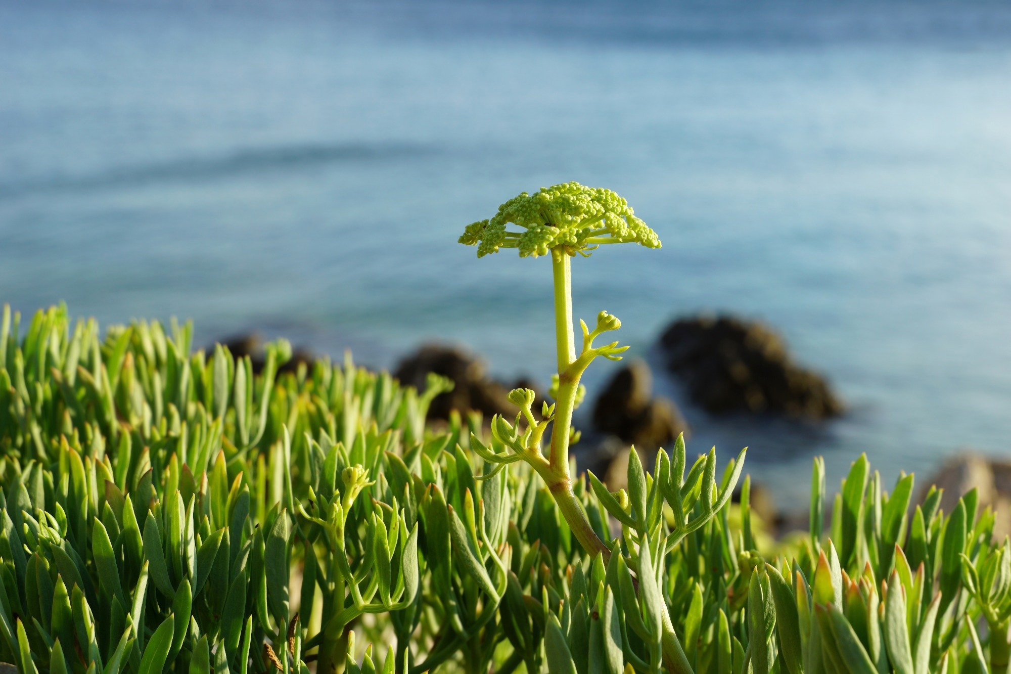 Study: Volatiles from French and Croatian Sea Fennel Ecotypes: Chemical Profiles and the Antioxidant, Antimicrobial and Antiageing Activity of Essential Oils and Hydrolates. Image Credit: Happy window / Shutterstock