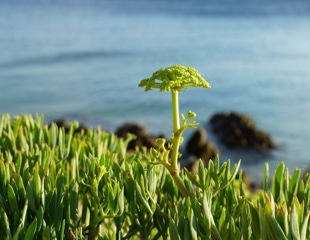 Croatian sea fennel may contain a treasure trove of preservative and anti-aging metabolites