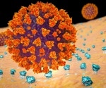 Scientists uncover a new doorway for SARS-CoV-2 into human cells