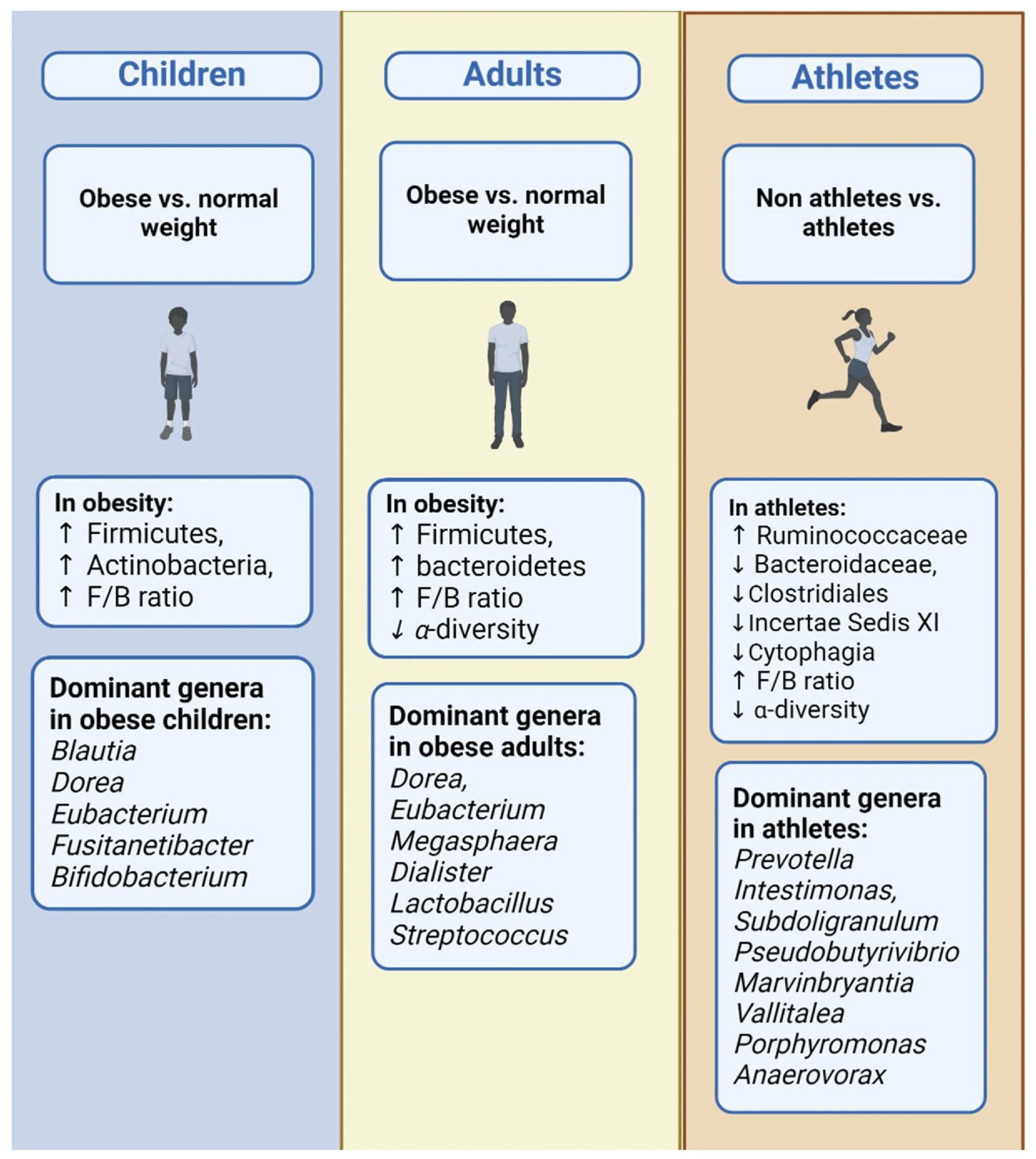 Bacterial phyla and general dynamics: contrasts between obesity and normal weight and across age groups including children, adults, and athletes.
