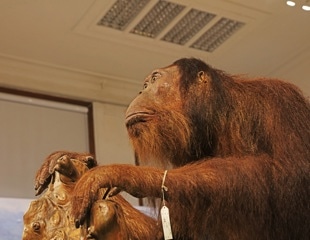 Tracing Monkeypox virus: Leveraging ancient orangutan DNA to investigate the 1965 Rotterdam Zoo outbreak