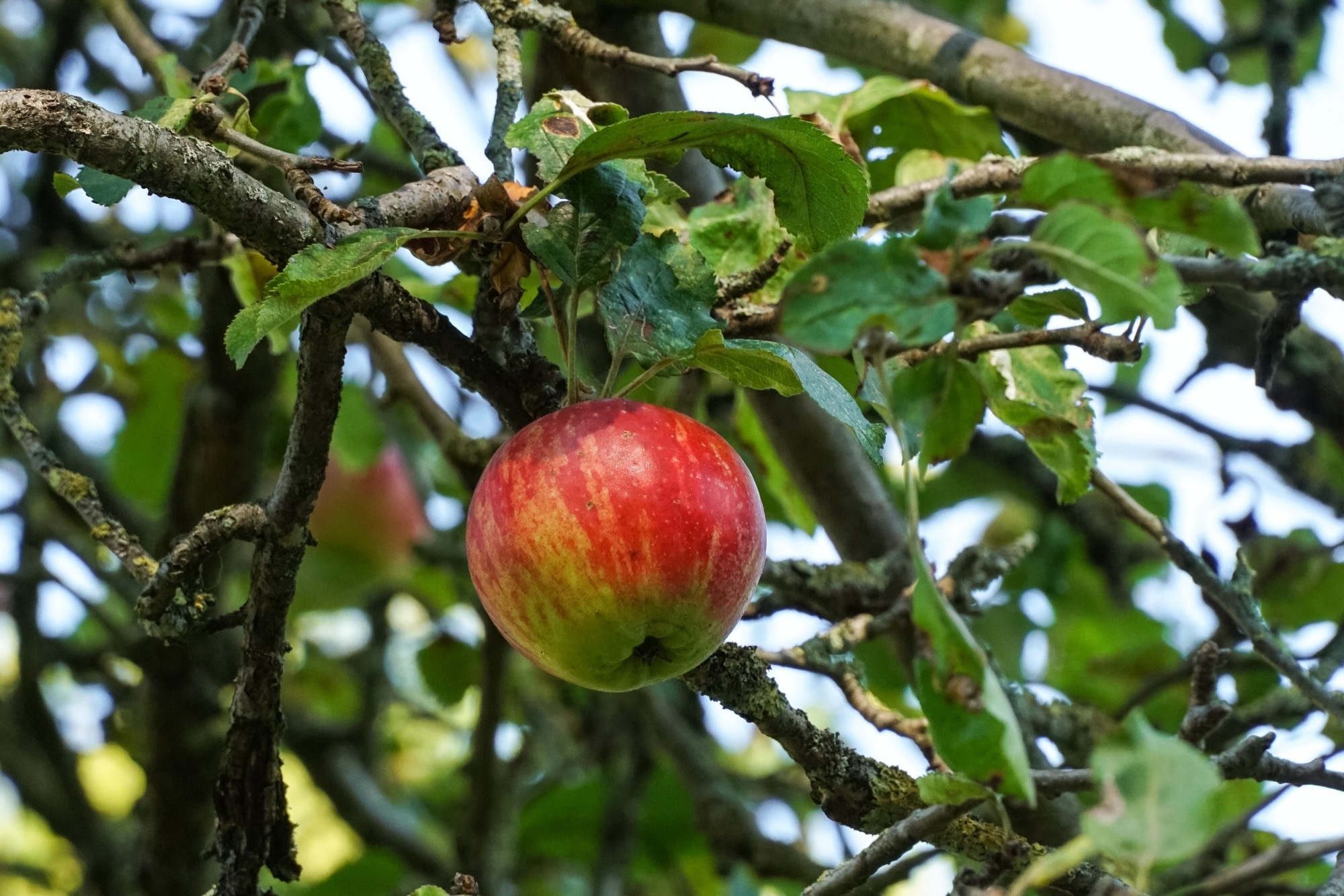 Экстракт полифенолов яблока лимонцеллы показал себя в исследовании повреждения печени при ВЗК