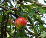 Limoncella apple polyphenol extract shines in IBD liver damage study
