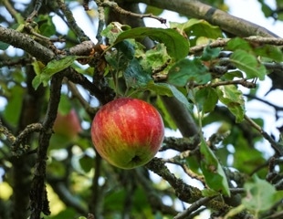 Limoncella apple polyphenol extract shines in IBD liver damage study