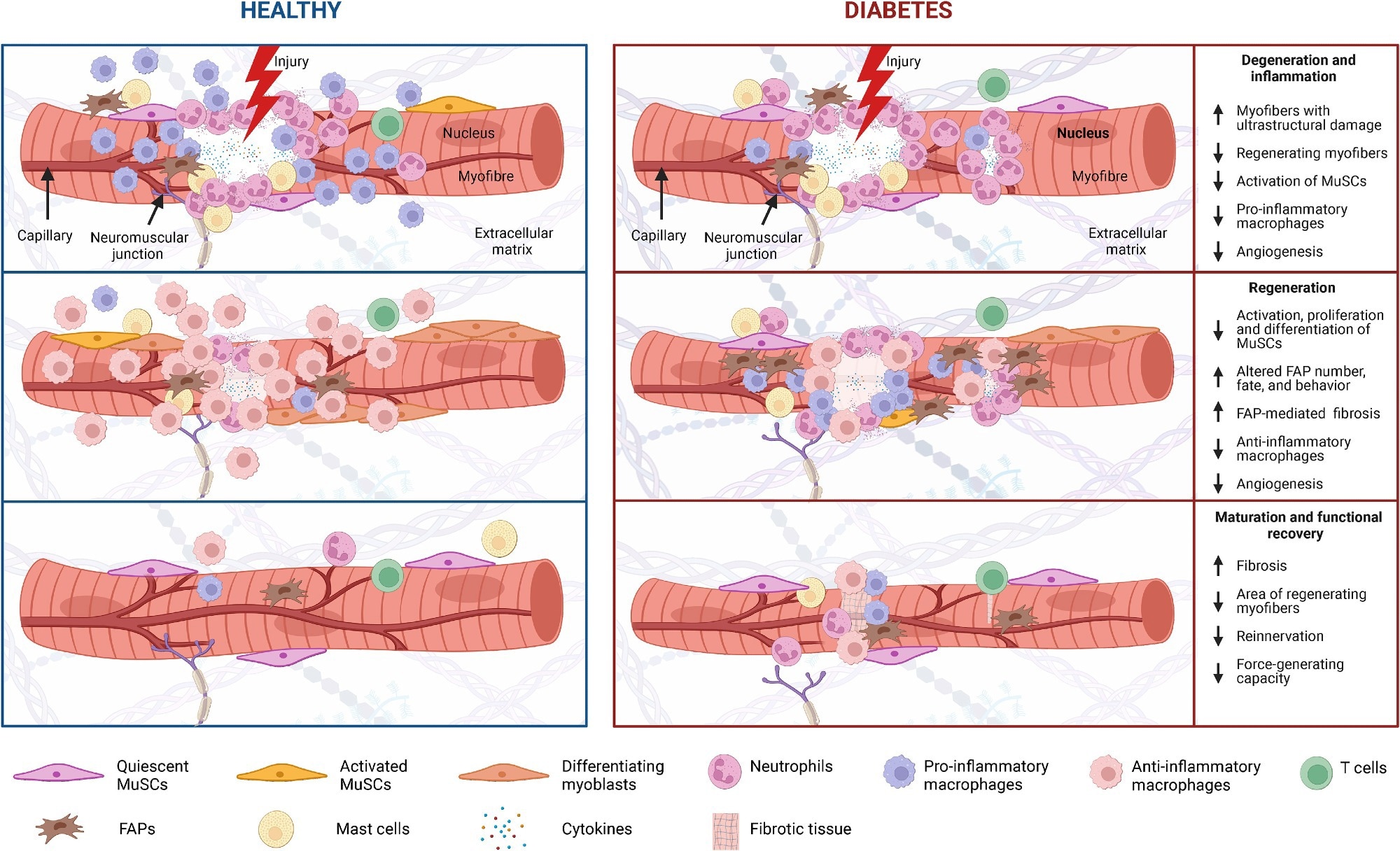 Skeletal muscle regeneration in diabetes Diabetes and its associated complications, including obesity and hyperglycemia, impact multiple cell populations (MuSCs, neutrophils, macrophages, T cells, FAPs, and mast cells) that play a vital role in the process of muscle regeneration (i.e., degeneration and inflammation, regeneration, and maturation and functional recovery).