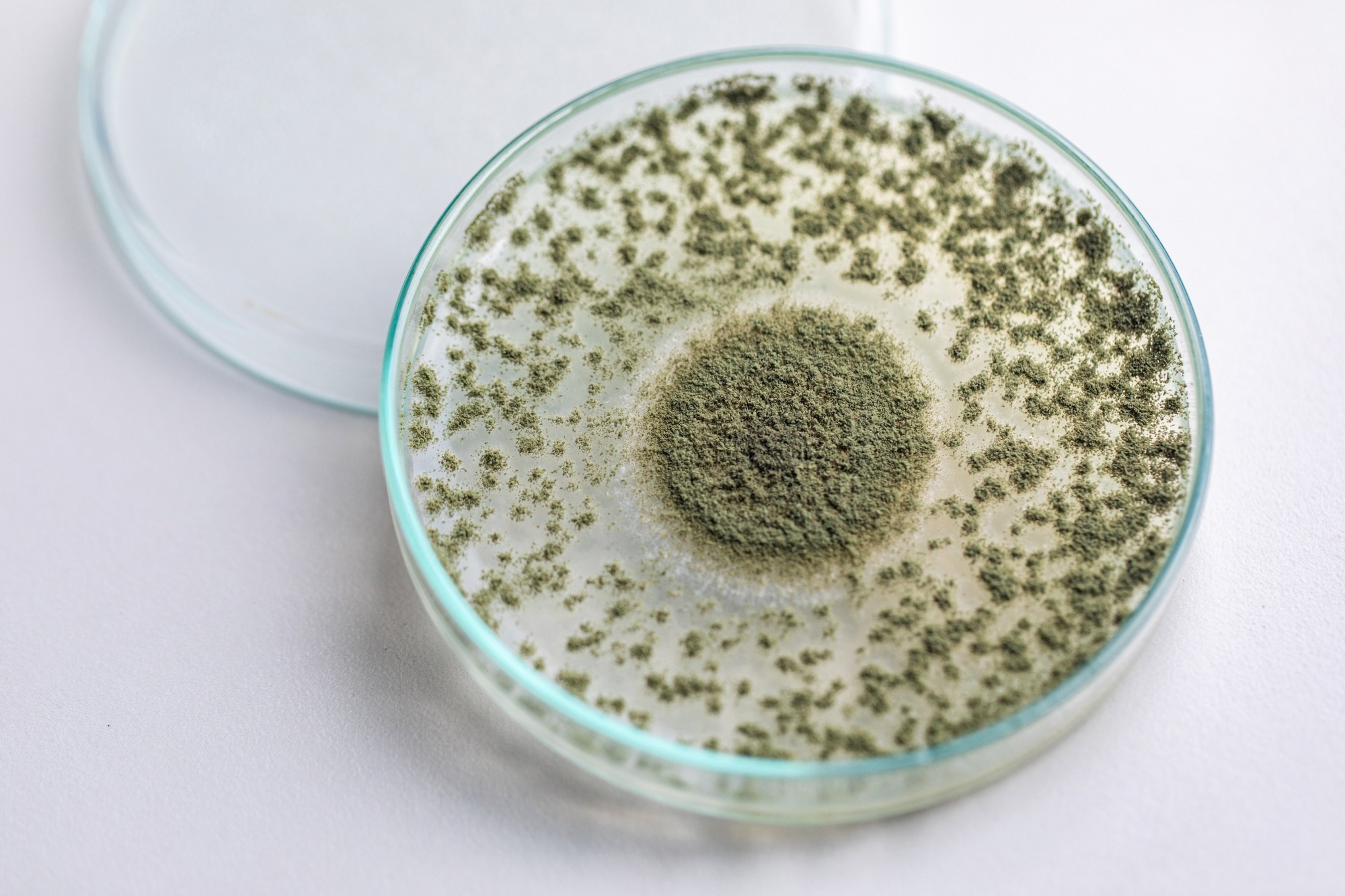 Study: Edible mycelium bioengineered for enhanced nutritional value and sensory appeal using a modular synthetic biology toolkit. Image Credit: Rattiya Thongdumhyu/Shutterstock.com