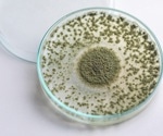 Bioengineering edible mycelium to enhance nutritional value, color, and flavor