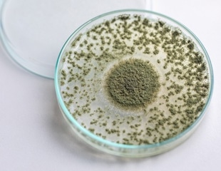 Bioengineering edible mycelium to enhance nutritional value, color, and flavor