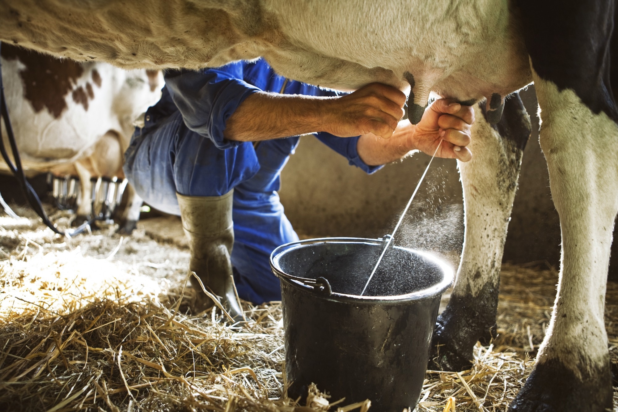 Study: Human proinsulin production in the milk of transgenic cattle. Image Credit: Zacchio/Shutterstock.com