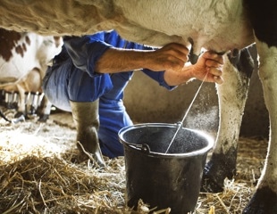 From farm to pharmacy: Transgenic cow milk as a new source of human insulin