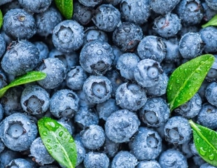 No consistent pattern found in health responses to blueberry interventions, study shows
