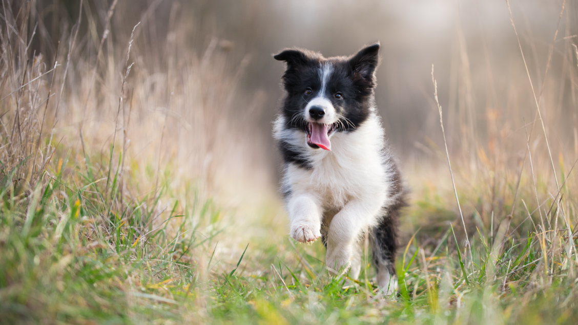 Assistance dogs may detect PTSD flashbacks via breath